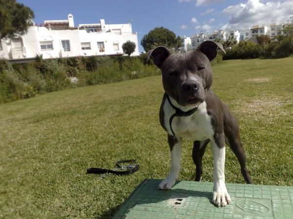 Se ofrece pitbull gris para montas