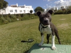 Se ofrece pitbull gris para montas - mejor precio | unprecio.es