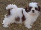 Shih Tzu Shih Tzu - mejor precio | unprecio.es