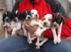 VENDO CACHORROS DE POINTER INGLES - mejor precio | unprecio.es