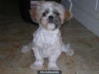 Vendo Shit Tzu barato - mejor precio | unprecio.es