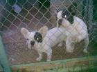 buldog frances pedigri - mejor precio | unprecio.es