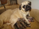 Carlino hembra de 1 año y medio - mejor precio | unprecio.es