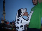 DALMATA macho para MONTA. - mejor precio | unprecio.es