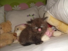 gatito chocolatee muy chato - mejor precio | unprecio.es