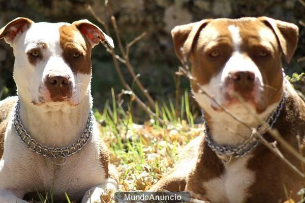 pitbulls hembras 13 meses adiestradas!!