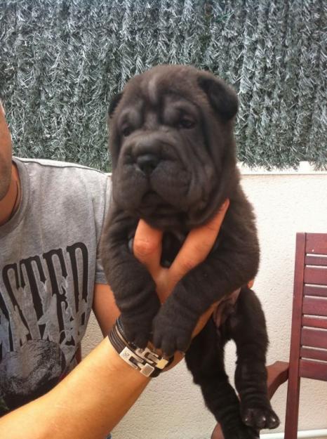 shar pei cachorros