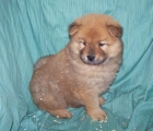 ADORABLES CACHORROS DE CHOW CHOW LEONADO DE PURA RAZA - mejor precio | unprecio.es