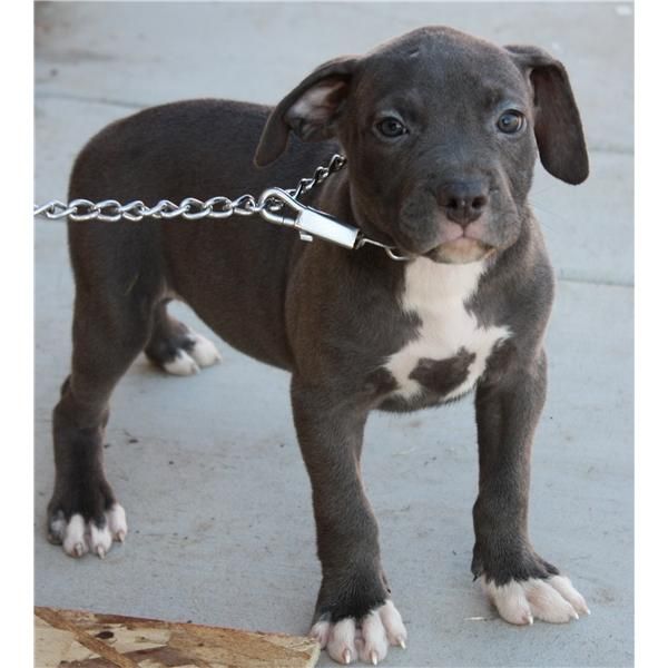 American Pitbull Cachorros