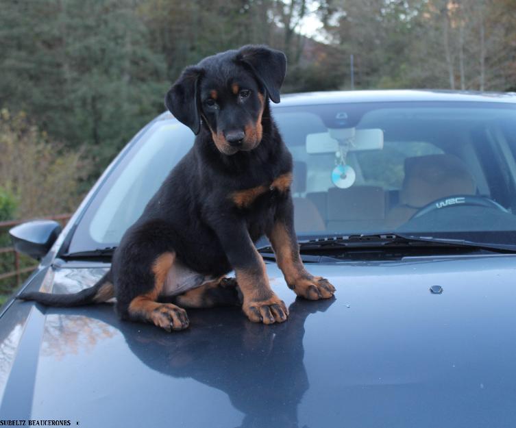 Cachorro de beauceron