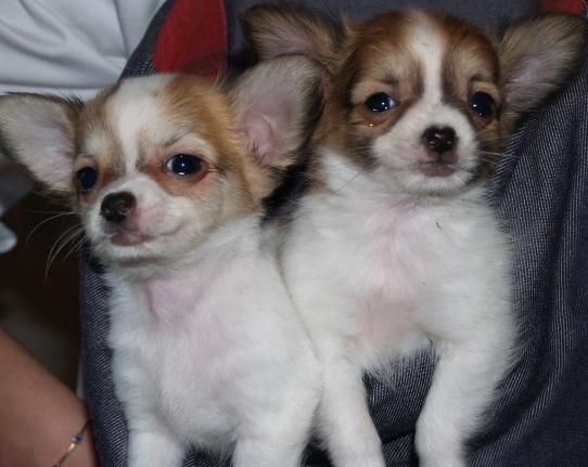 Chihuahua toy gran calidad y pedigree