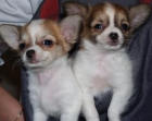 Chihuahua toy gran calidad y pedigree - mejor precio | unprecio.es