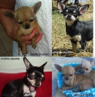 Chihuahuas Mini - mejor precio | unprecio.es