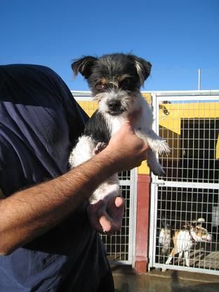 Sato, perrito pequeño de un año y medio