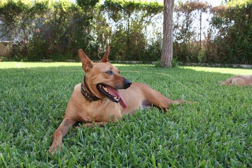 ¿Quieres adoptar a Bartolo?
