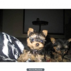 2 CACHORRITO MACHO YORKSHIRE TERRIER - mejor precio | unprecio.es