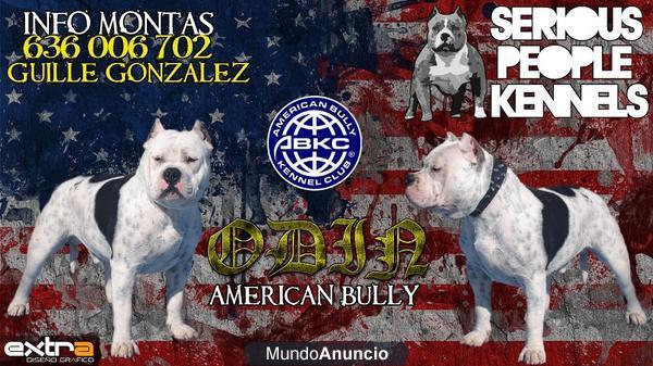 american bully