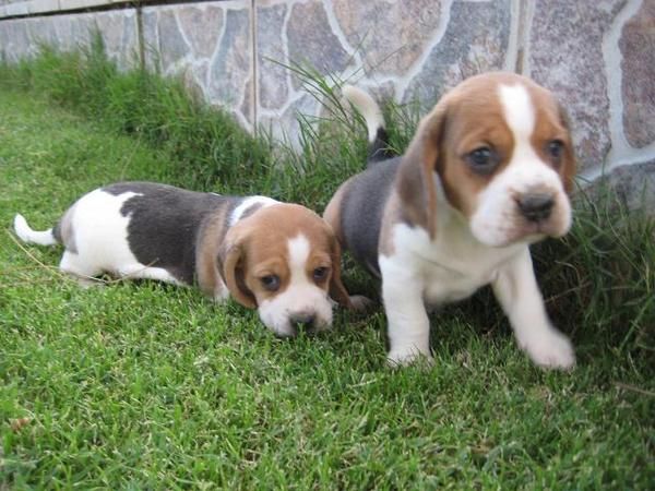 Autenticos beagles tricolor