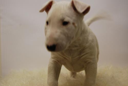 bullterrier, cachorros aptos para entregar