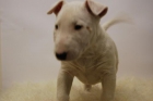 bullterrier, cachorros aptos para entregar - mejor precio | unprecio.es
