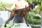 cachorro boxer - mejor precio | unprecio.es
