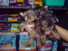 CACHORROS DE YORKSHIRE, TAMAÑO PEQUEÑITO 530 EUROS - mejor precio | unprecio.es