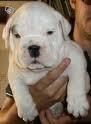 Excelente Cachorro Bulldog Ingles