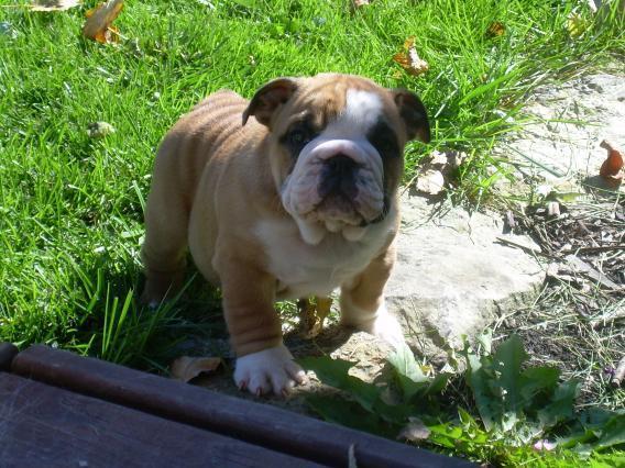 Hermoso Bulldog Inglés cachorro