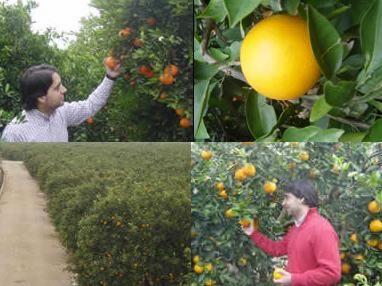 Naranjas artesanas y ecológicas a domicilio