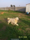 regalo golden retriever - mejor precio | unprecio.es