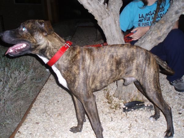 REGALO X BOXER 7 MESES