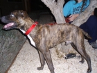 REGALO X BOXER 7 MESES - mejor precio | unprecio.es