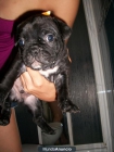 se vende cachorrito de bulldog frances por 200€ - mejor precio | unprecio.es