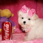 Vendemos preciosos Bichon maltes cachorros de calidad excelente para Gratis - mejor precio | unprecio.es