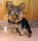 Yorkshire Terrier con pedigree, solo un añito - mejor precio | unprecio.es