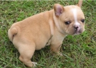 Bulldog Frances con pedigree. - mejor precio | unprecio.es