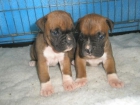 COCKER INGLES, FOX TERRIER, YORKSHIRE TERRIER ENANO, ROTTWEILER, PERRO DE AGUA - mejor precio | unprecio.es