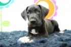 dogos alemanes de muy buena constitucion, alta calidad - mejor precio | unprecio.es