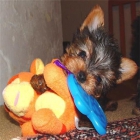 Encantador Cachorro Yorkshire Terrier Pedigree 110 - mejor precio | unprecio.es