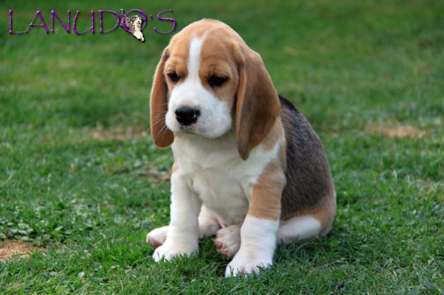 Excelente camada beagle tricolor con excelente Pedigree