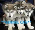 Excelentes Cachorros de Alaskan Malamute - mejor precio | unprecio.es