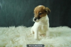 Jack russell terrier, primera calidad, tienen dos meses - mejor precio | unprecio.es