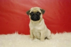 Nuevos Cachorros de Carlino PuG, en madrid, cachorros de calidad - mejor precio | unprecio.es