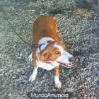 Perrita con tres años, su dueño quiere abandonarla, necesita ayuda - mejor precio | unprecio.es