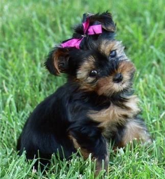 Preciosos Yorkshire Terrier, superminiatura, excelente pedigree.