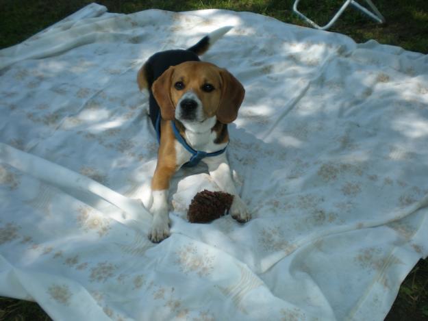 REGALO PERRO RAZA BIGUEL TRES AÑOS Y MEDIO