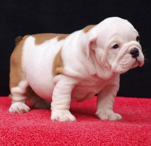 adorables cachorros bulldog inglés y trabajadoras para un nuevo hogar