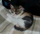 Quiero encontrar a los DUEÑOS de esta gatita - mejor precio | unprecio.es
