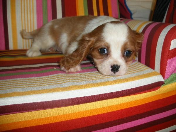 ¡Cavalier, tu cachorro al mejor precio!