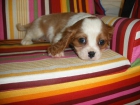 ¡Cavalier, tu cachorro al mejor precio! - mejor precio | unprecio.es